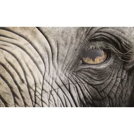 Rauv tapéta / The First