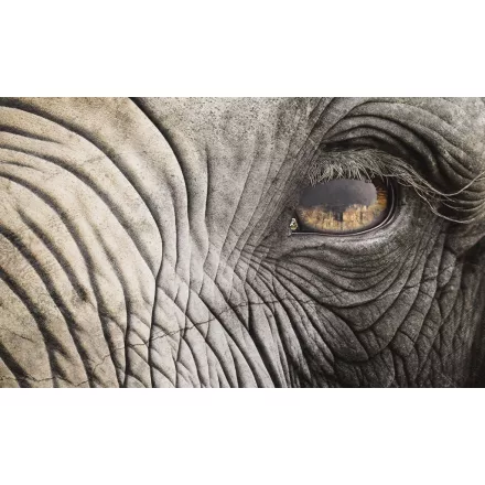 Rauv tapéta / The First