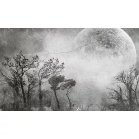 Rauv tapéta / The First