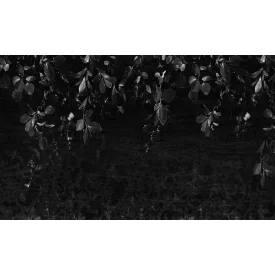 Rauv tapéta / The First