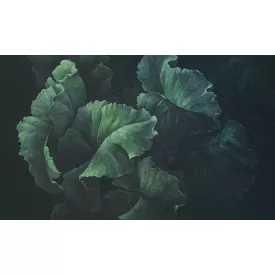 Rauv tapéta / The First