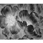 Rauv tapéta / Harmony