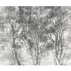 Rauv tapéta / Harmony