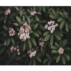 Rauv tapéta / Harmony