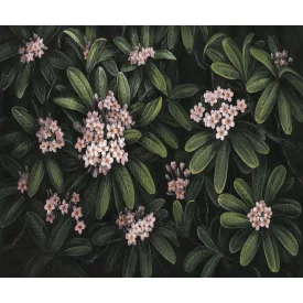 Rauv tapéta / Harmony