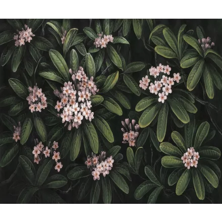 Rauv tapéta / Harmony