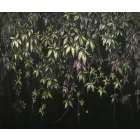 Rauv tapéta / Harmony