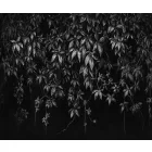 Rauv tapéta / Harmony