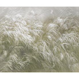 Rauv tapéta / Mirage