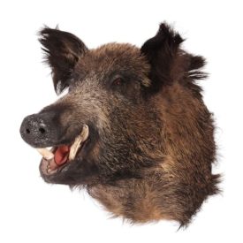 Dutch Style  Texidermy