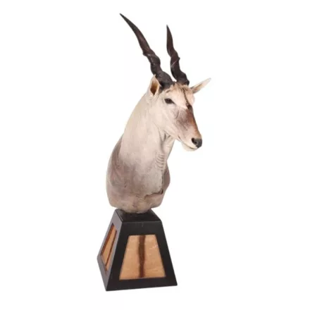 Dutch Style  Texidermy