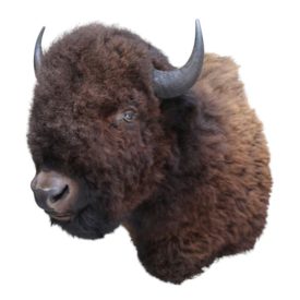 Dutch Style  Texidermy