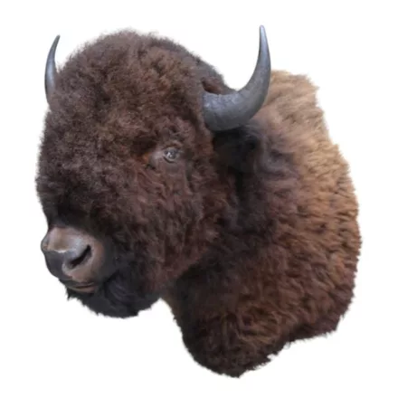 Dutch Style  Texidermy