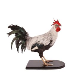 Dutch Style  Texidermy