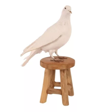 Dutch Style  Texidermy