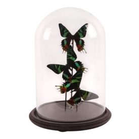 Dutch Style  Texidermy