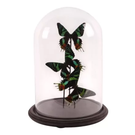 Dutch Style  Texidermy