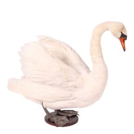 Dutch Style  Texidermy