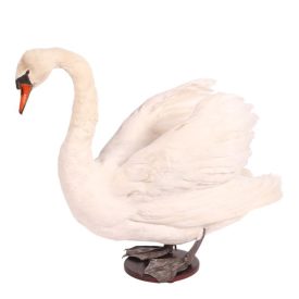 Dutch Style  Texidermy