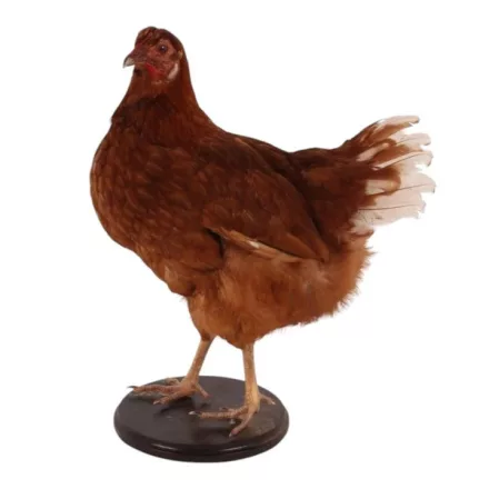 Dutch Style  Texidermy