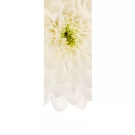 Komar / Colorful poszter