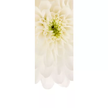 Komar / Colorful poszter