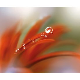 Komar / Colorful poszter