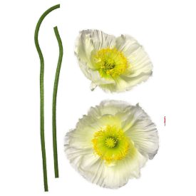 Komar / Colorful poszter