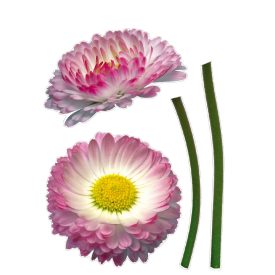 Komar / Colorful poszter