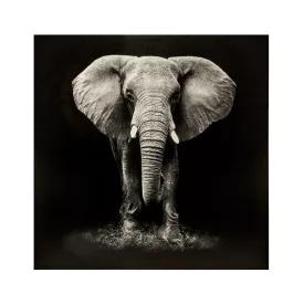 Pakketo / Kiegészítő