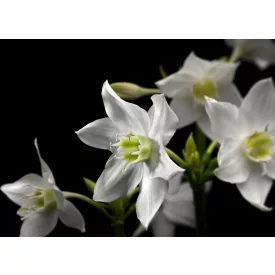 Komar / Into Illusions Edition 2 poszter