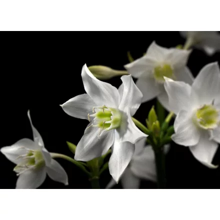 Komar / Into Illusions Edition 2 poszter