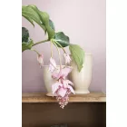 Boras / Mix Metallic