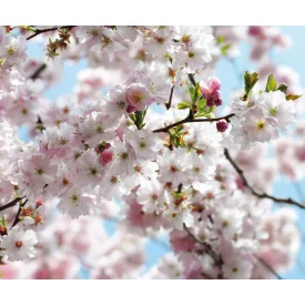 Komar / Into Illusions Edition 2 poszter