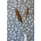 Boras / Melodi tapéta