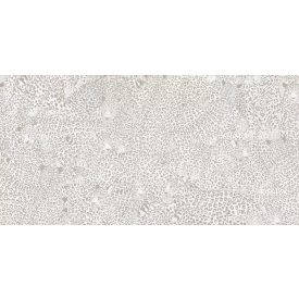 Tecnografica / Wild Essence