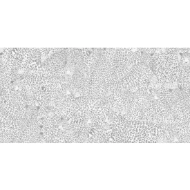 Tecnografica / Wild Essence