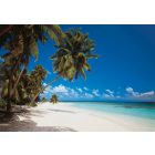 Komar / Into Illusions Edition 1 poszter