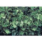 Komar / Into Illusions Edition 1 poszter