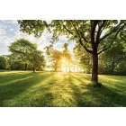 Komar / Into Illusions Edition 1 poszter