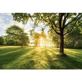 Komar / Into Illusions Edition 1 poszter