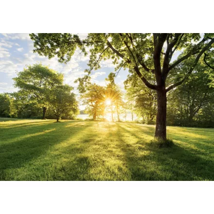 Komar / Into Illusions Edition 1 poszter