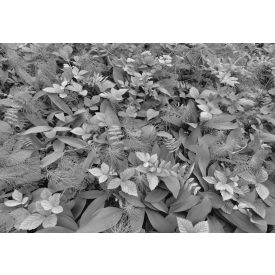 Komar / Into Illusions Edition 1 poszter