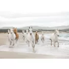 Komar / Into Illusions Edition 1 poszter