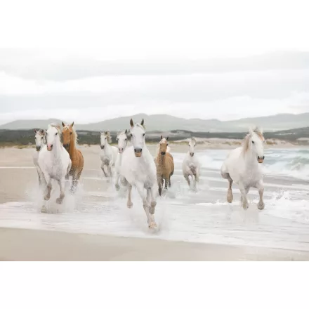 Komar / Into Illusions Edition 1 poszter