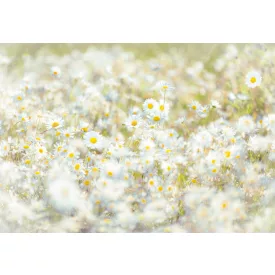 Komar / Into Illusions Edition 1 poszter