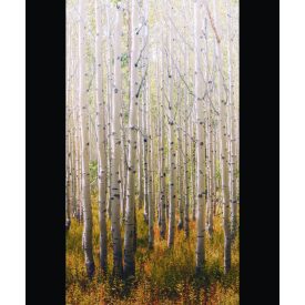 Grandeco / Orom 2 tapéta