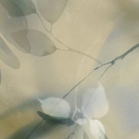 K'moor / Ambience poszter