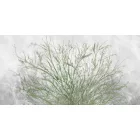 K'moor / Ambience poszter