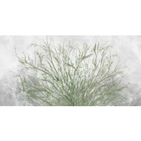 K'moor / Ambience poszter